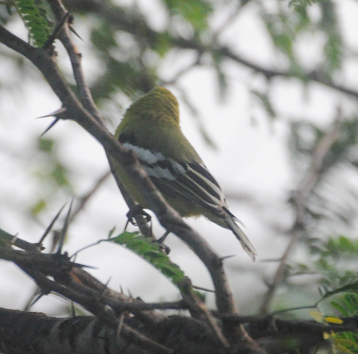 White-tailed Iora - ML642598987