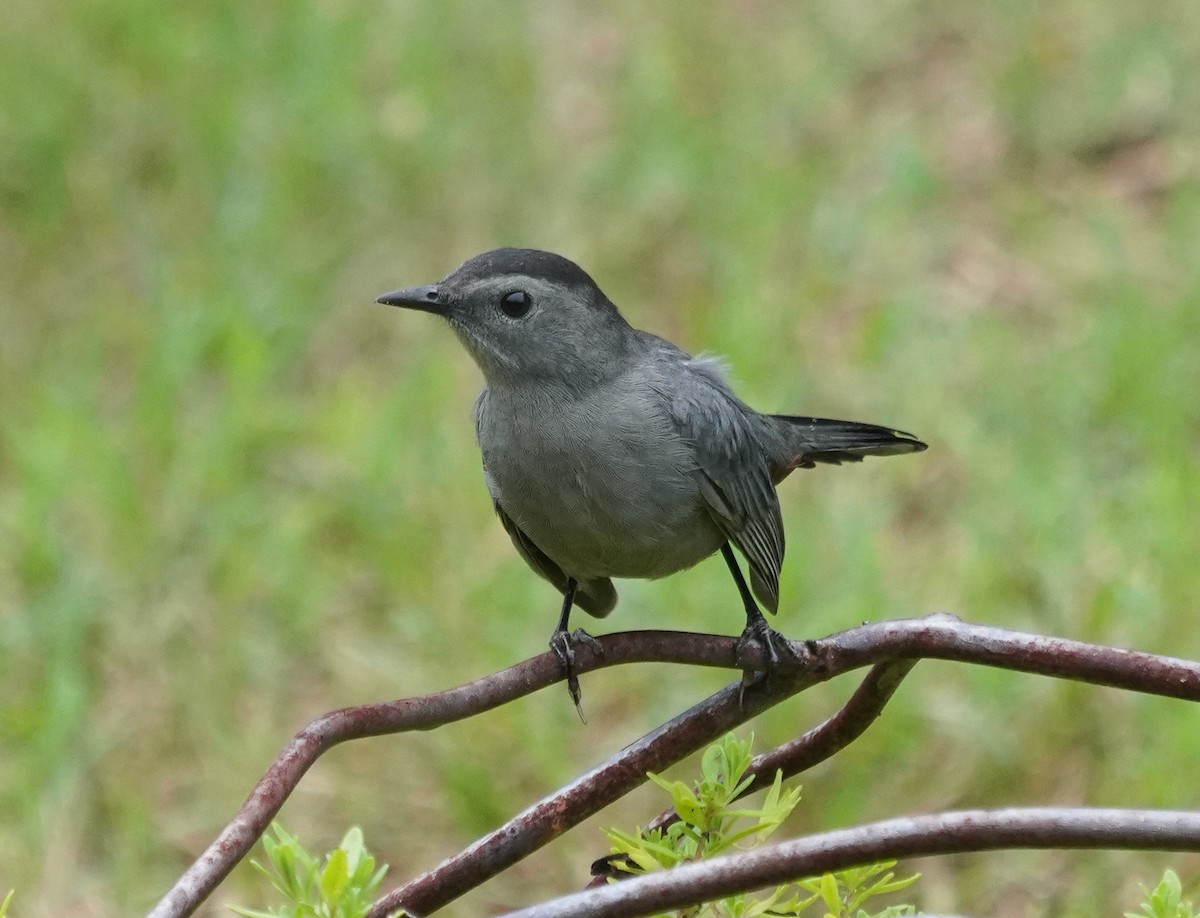 Gray Catbird - ML642599006