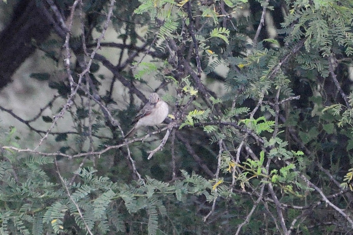 Spotted Flycatcher - ML642599008