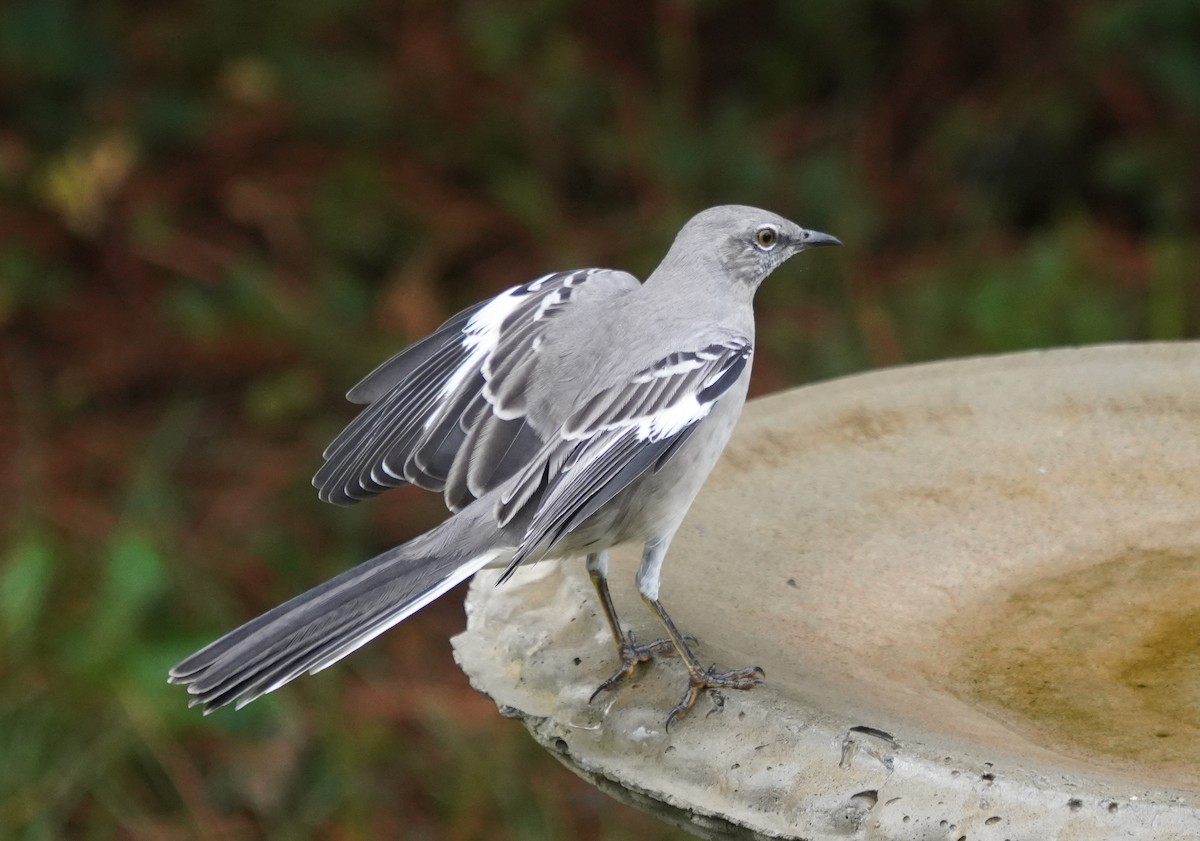 Northern Mockingbird - ML642599015