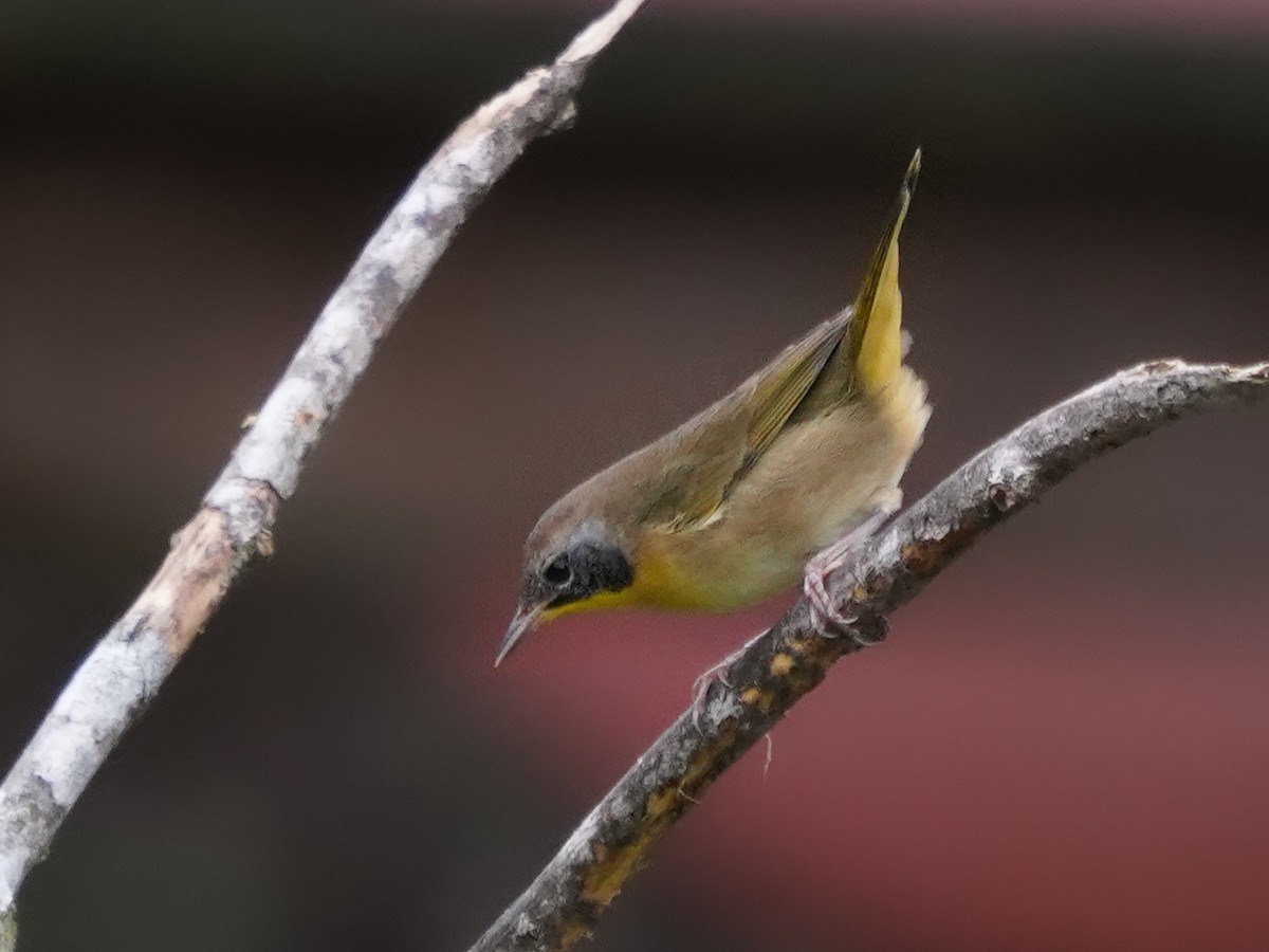 Common Yellowthroat - ML642599028