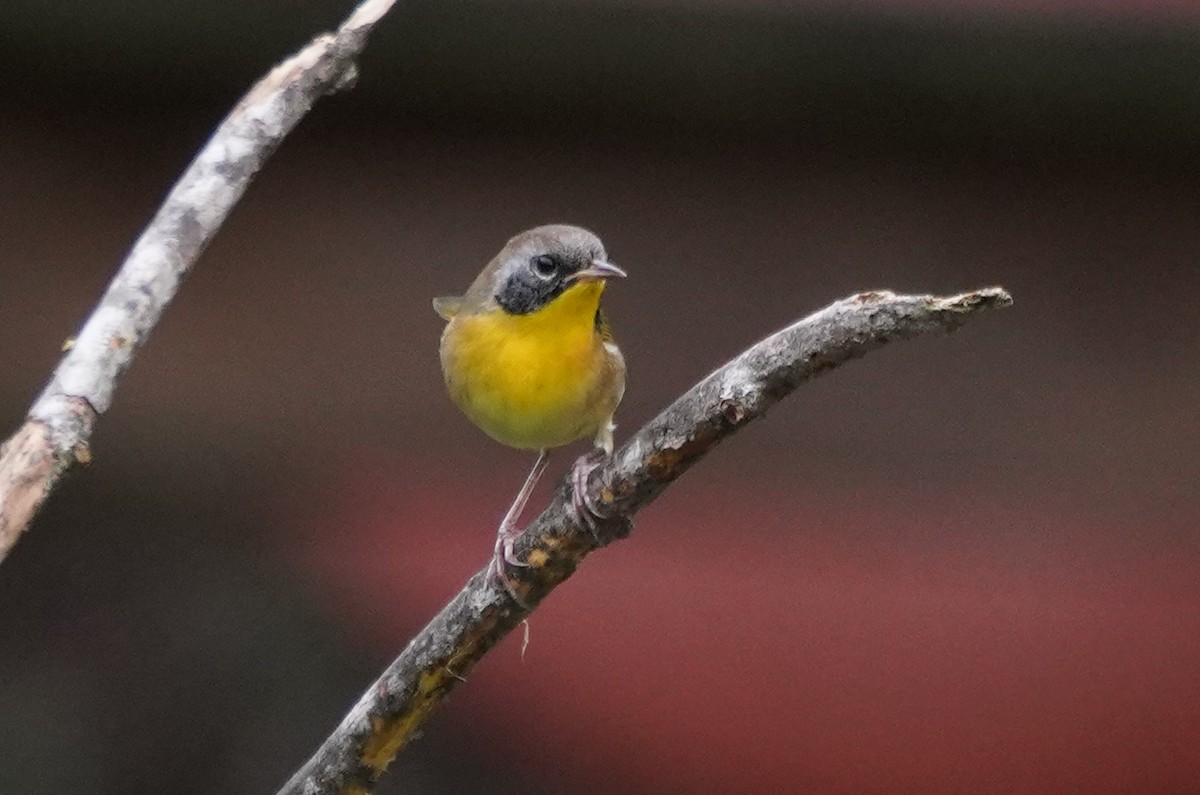 Common Yellowthroat - ML642599029