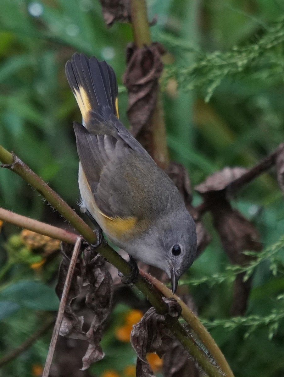 American Redstart - ML642599042