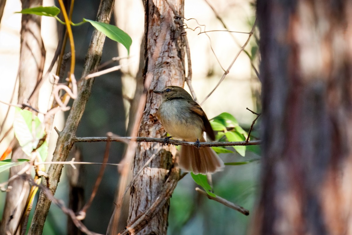 Fuscous Flycatcher - ML642599048