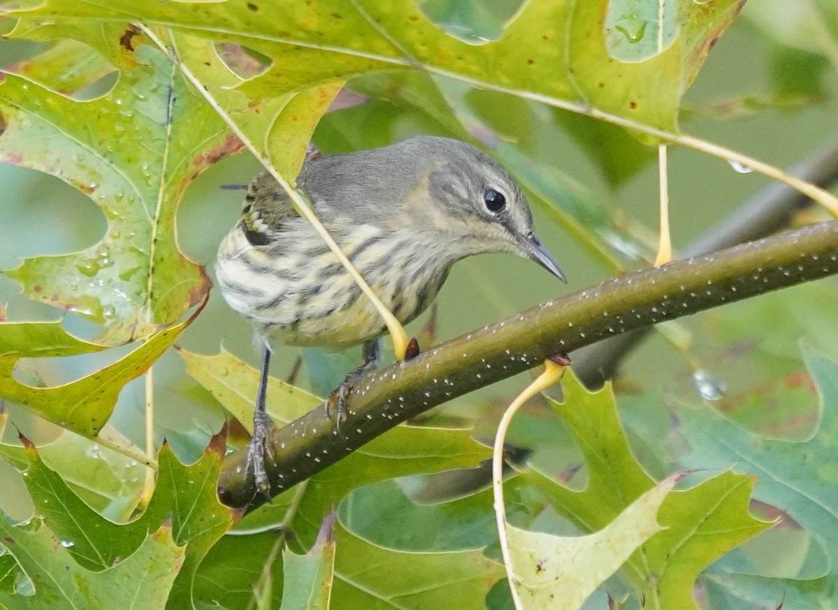 Cape May Warbler - ML642599065