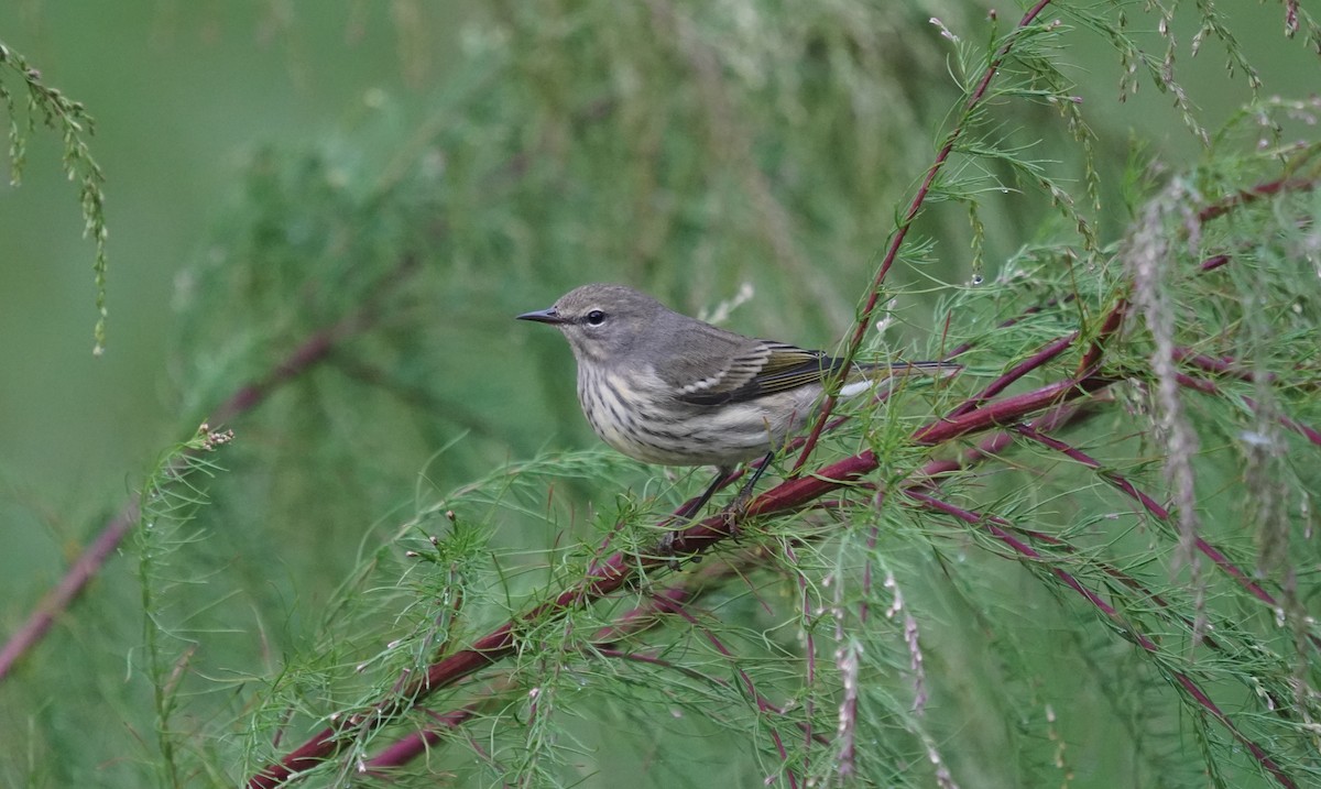 Cape May Warbler - ML642599066