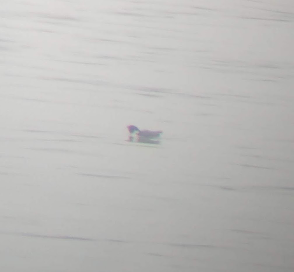 Ancient Murrelet - ML642599070