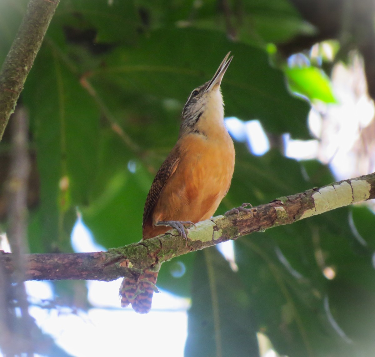 Long-billed Wren - ML642599075