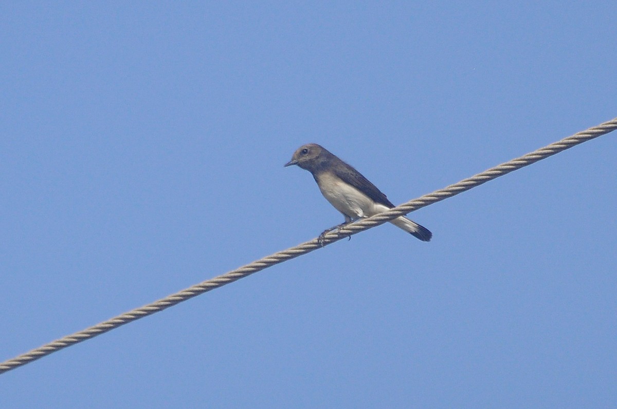 Variable Wheatear - ML642599082
