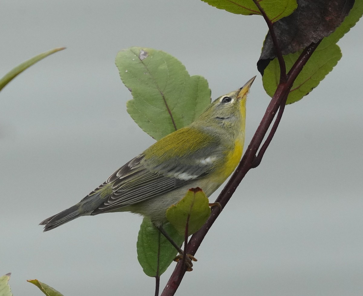 Northern Parula - ML642599103