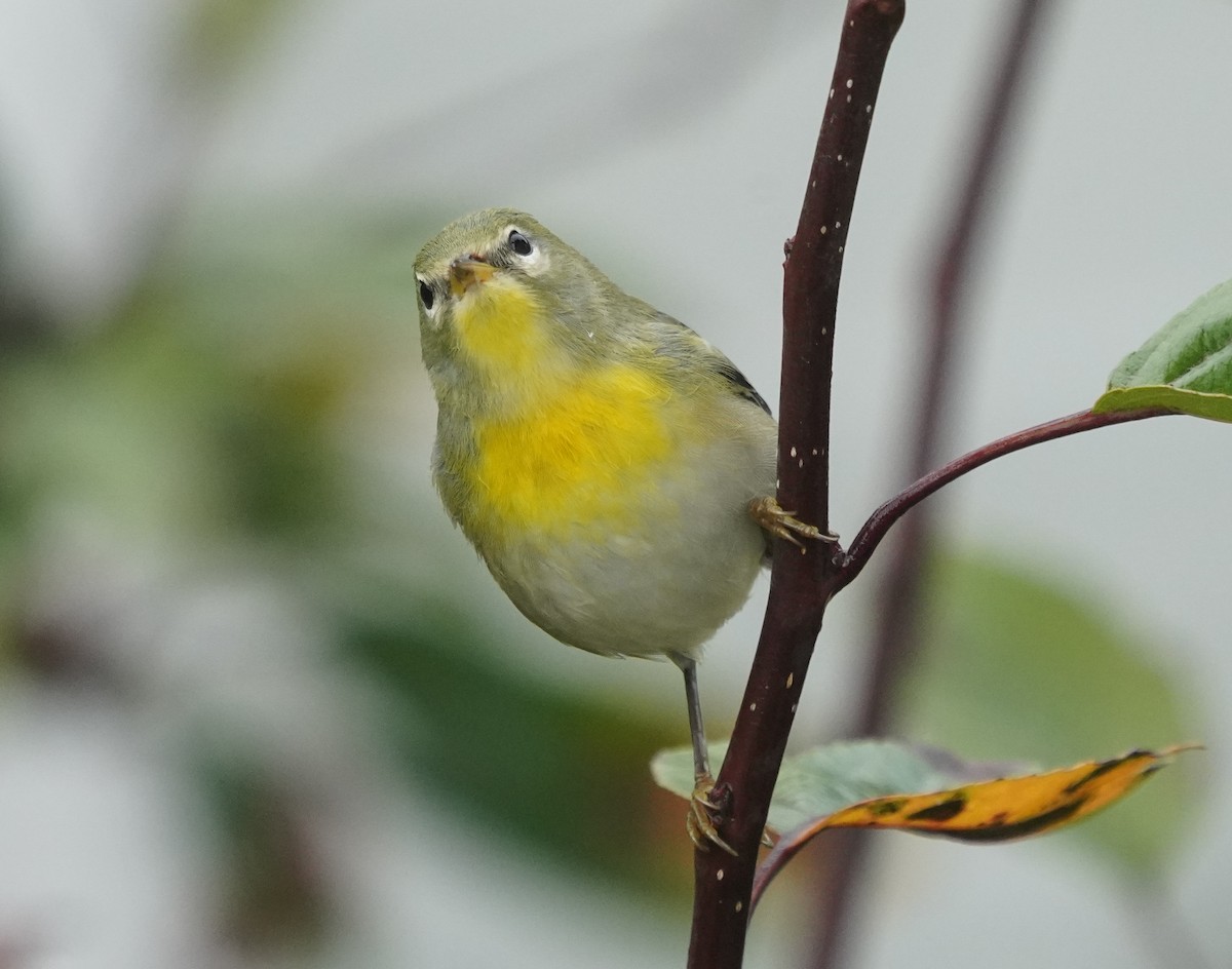 Northern Parula - ML642599104