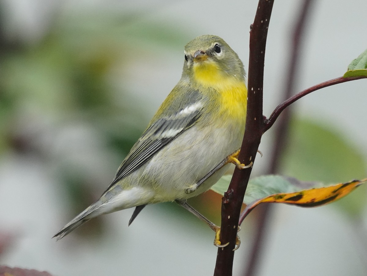 Northern Parula - ML642599105
