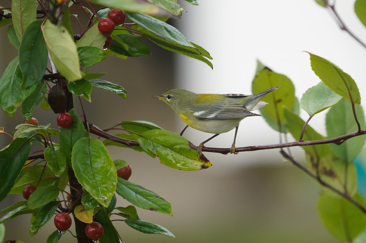 Northern Parula - ML642599106