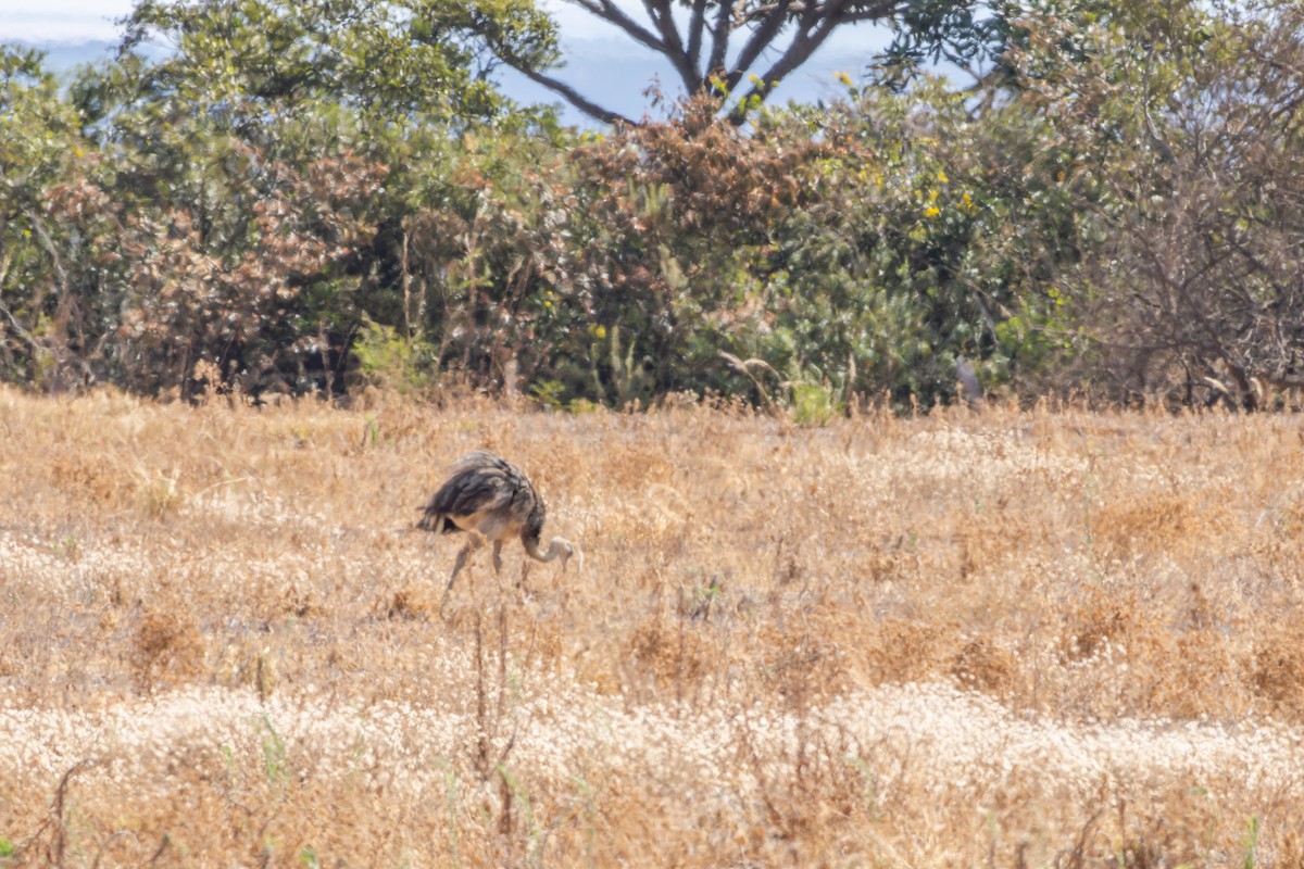 Greater Rhea - ML642599107