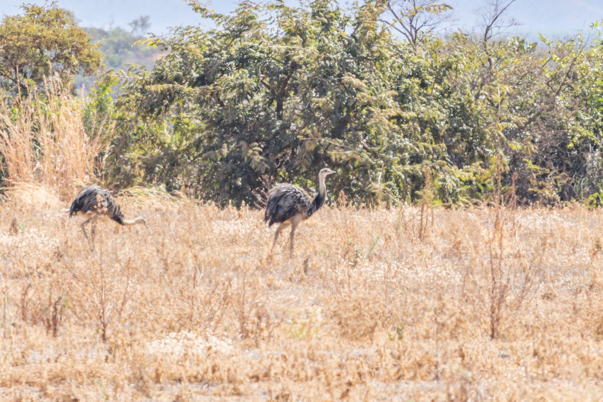 Greater Rhea - ML642599109