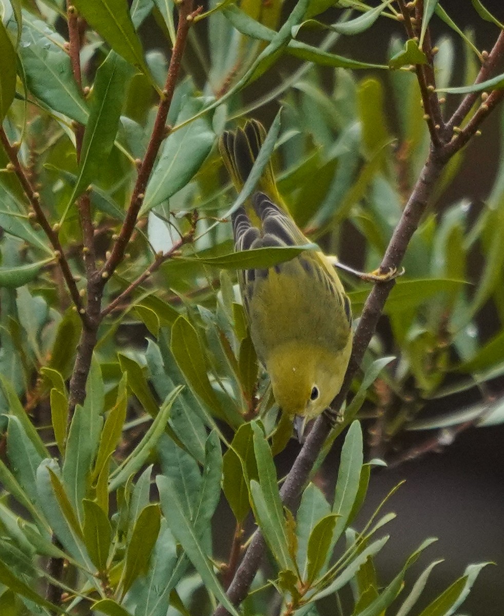 Northern Yellow Warbler - ML642599125