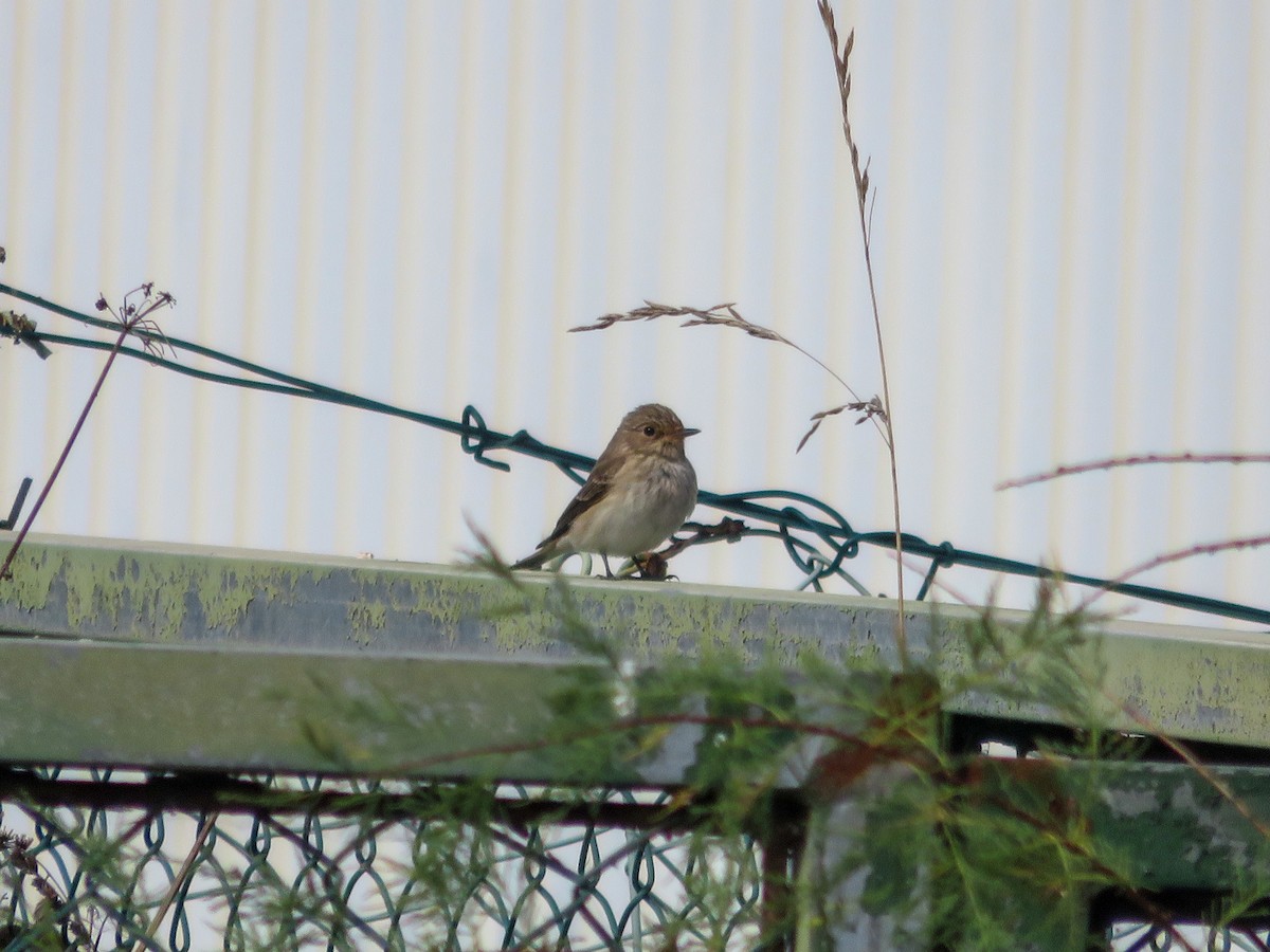 Spotted Flycatcher - ML642599128