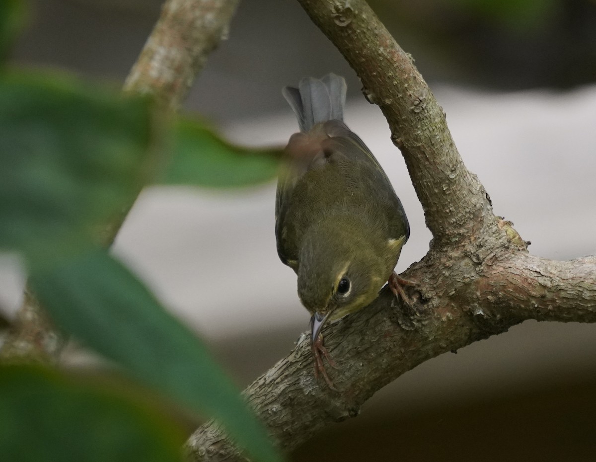 Black-throated Blue Warbler - ML642599149
