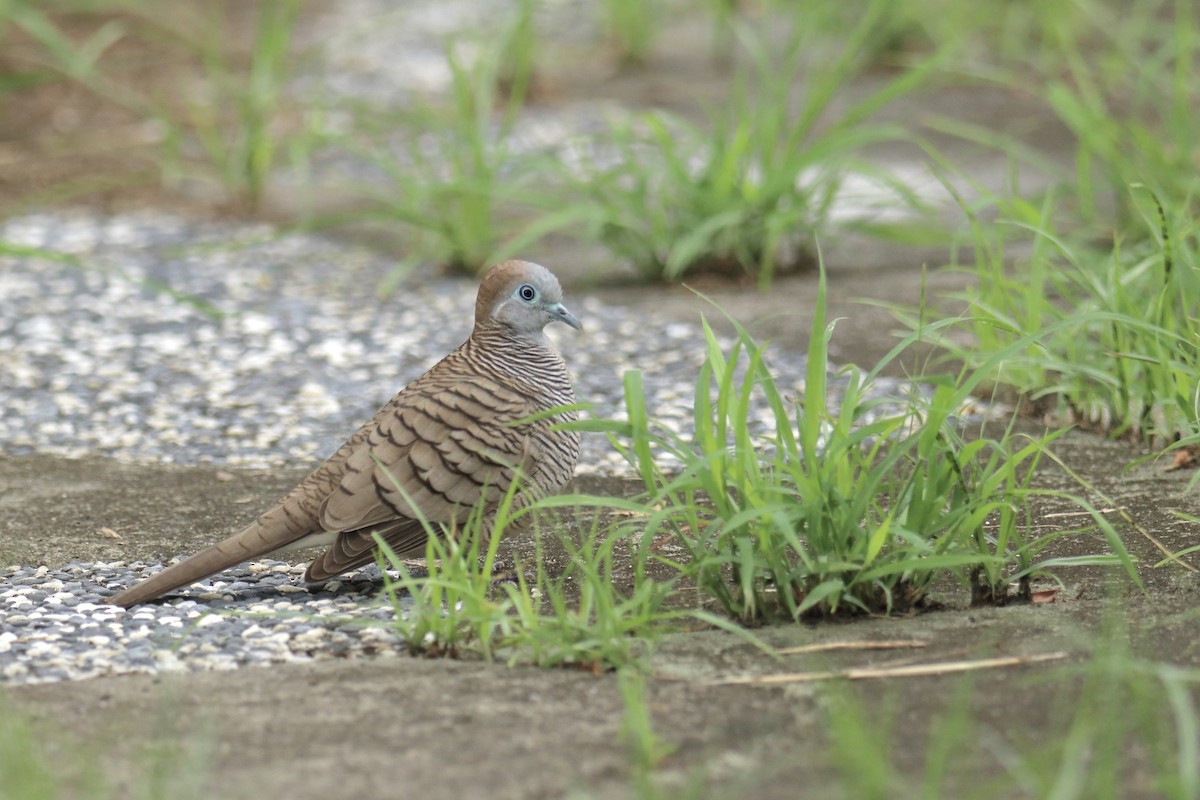 Zebra Dove - ML642599151