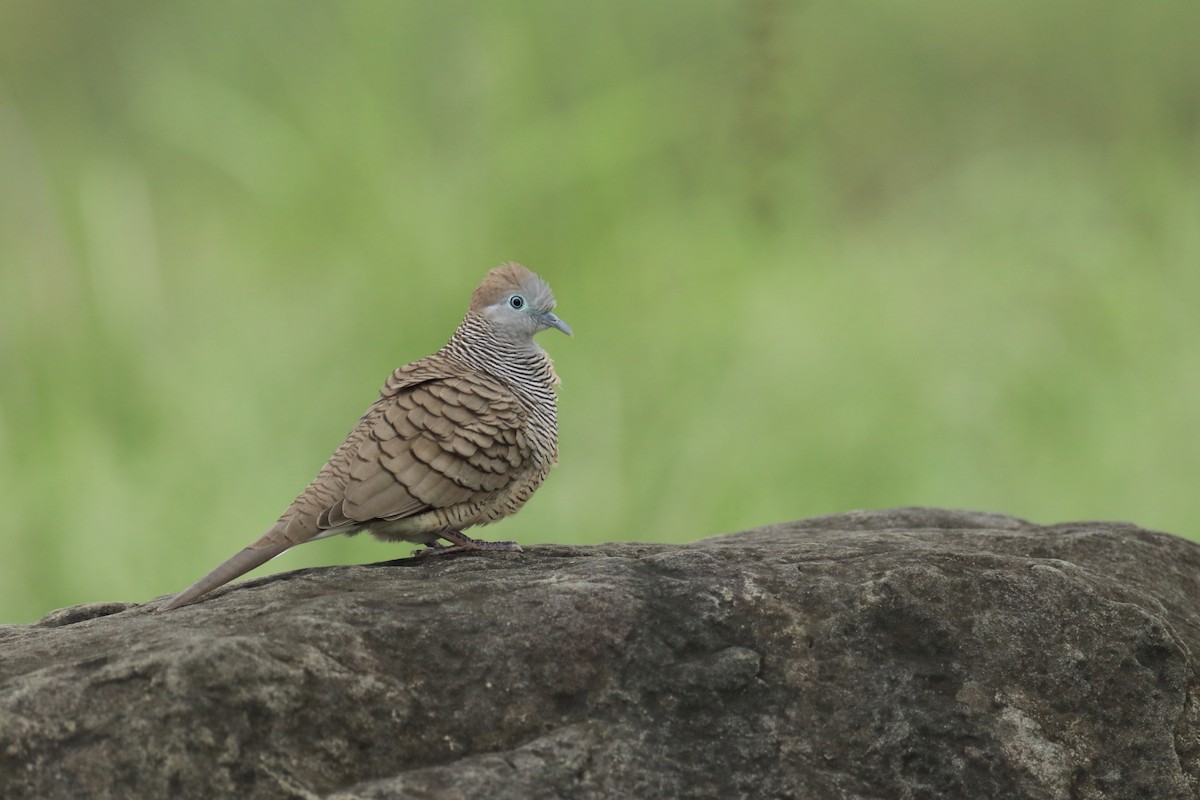 Zebra Dove - ML642599152