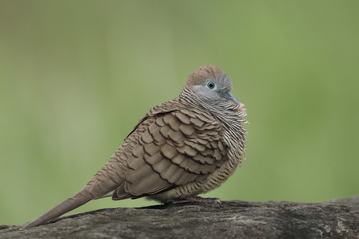 Zebra Dove - ML642599153