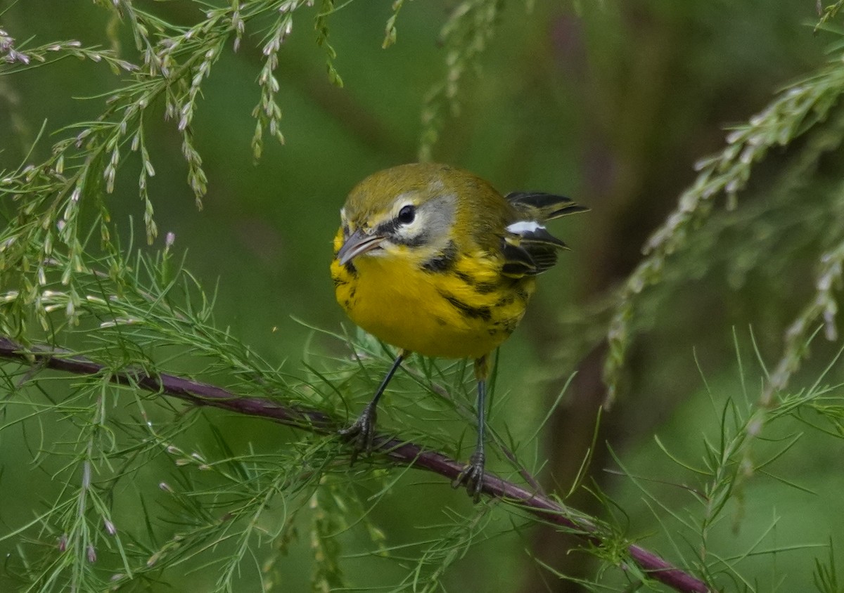 Prairie Warbler - ML642599162