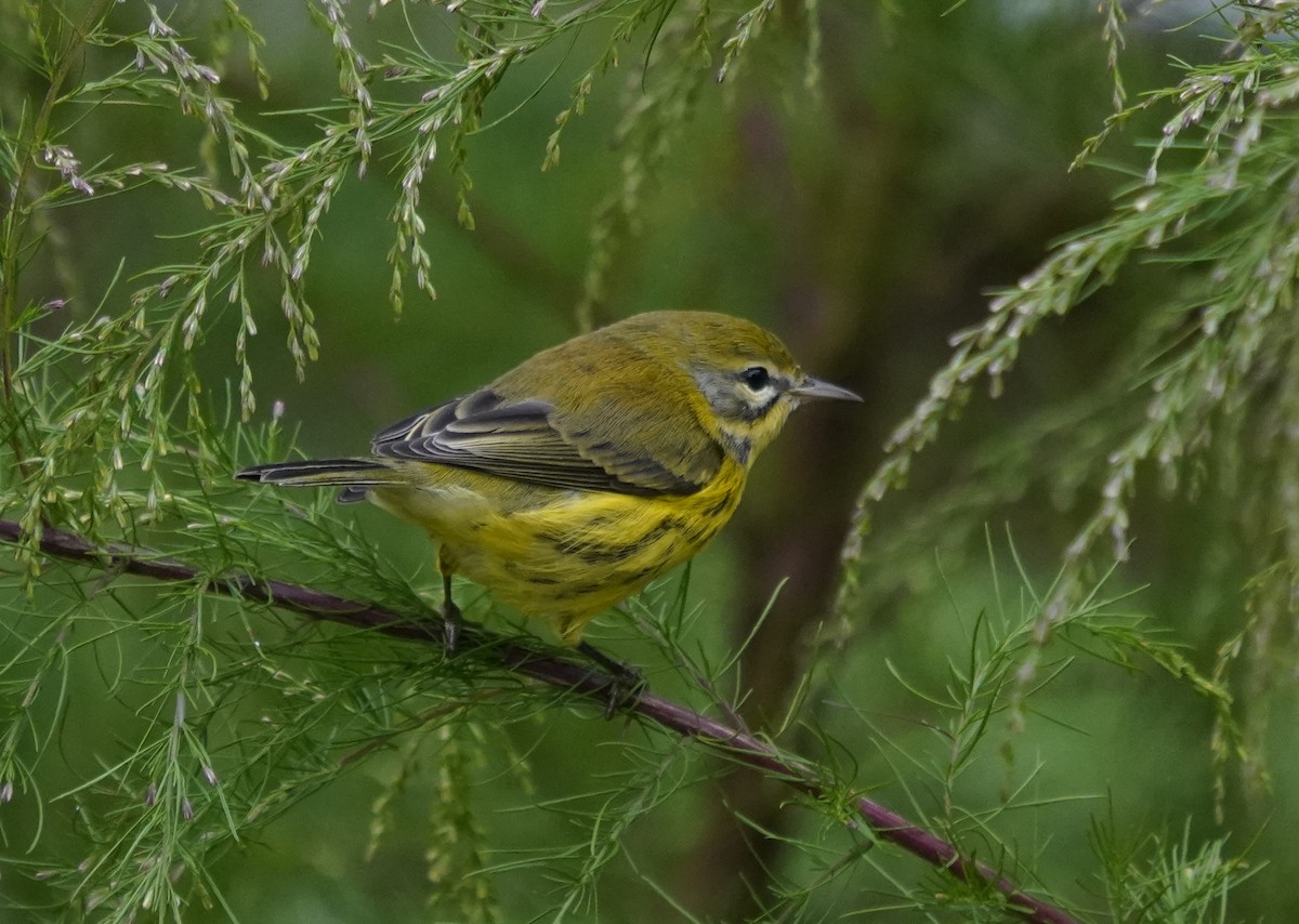 Prairie Warbler - ML642599163
