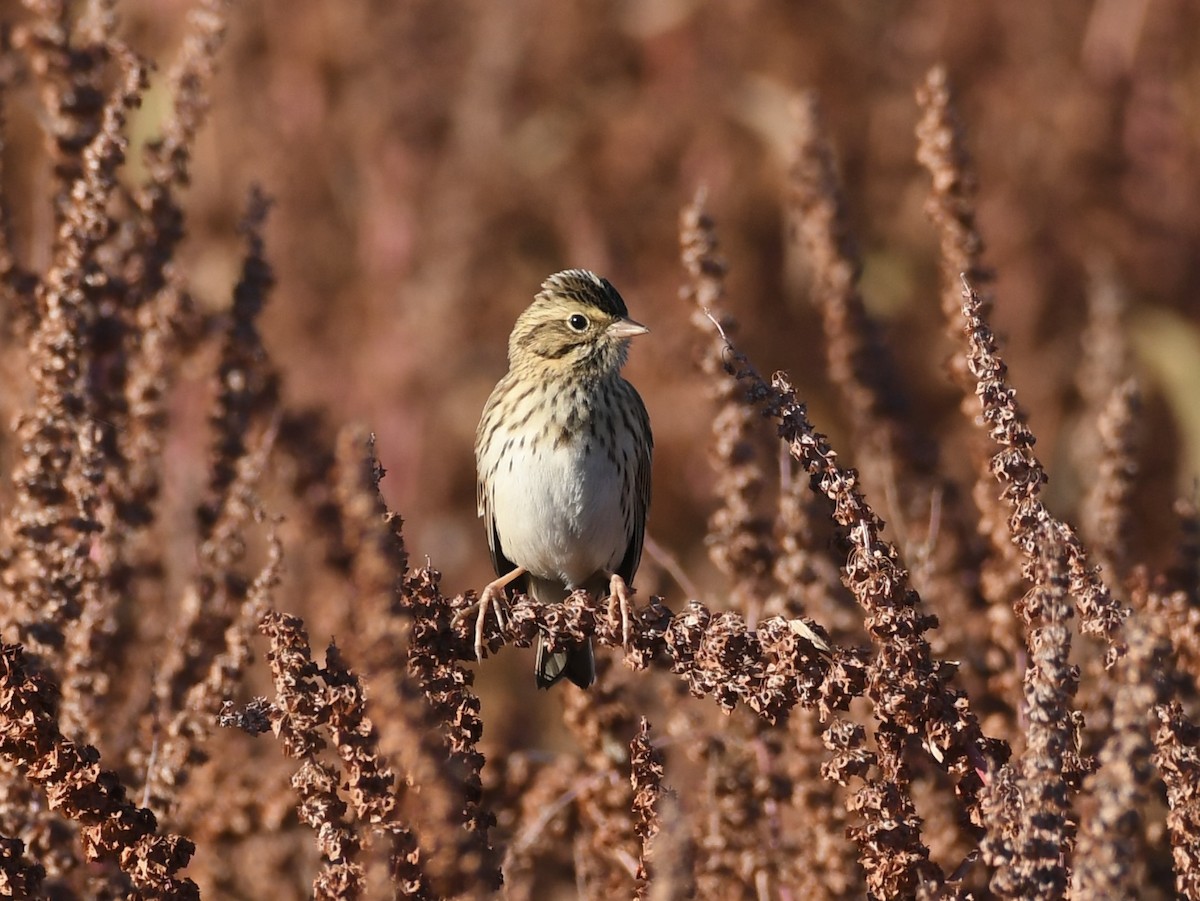 Savannah Sparrow - ML642599168