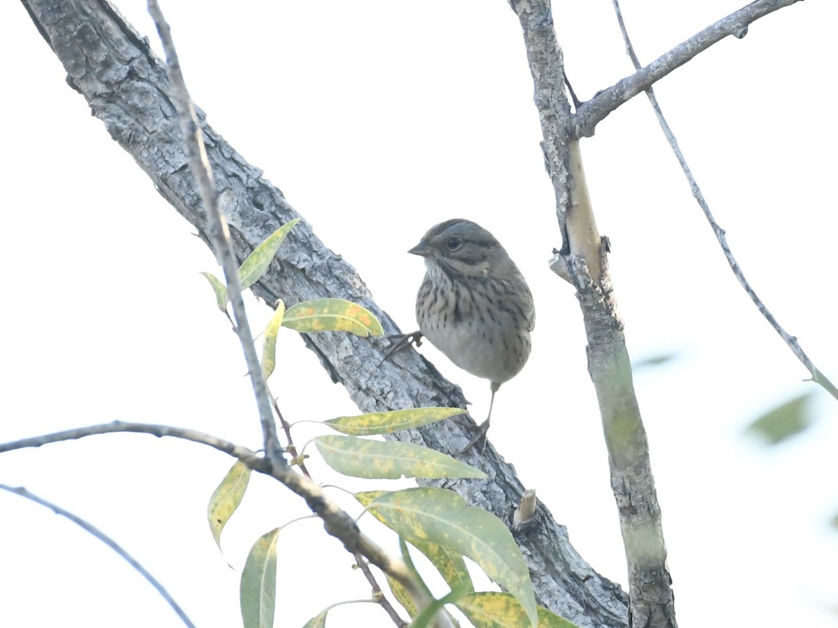 Lincoln's Sparrow - ML642599176