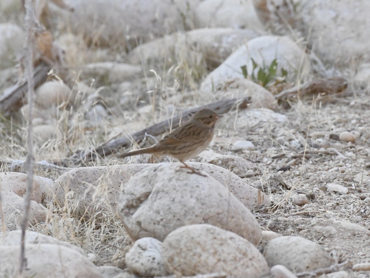 Lincoln's Sparrow - ML642599177