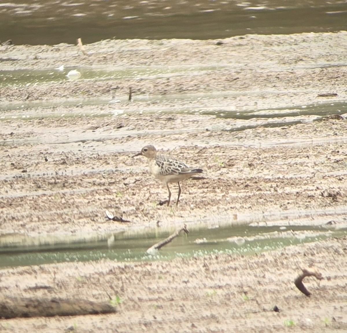 Buff-breasted Sandpiper - ML642599182
