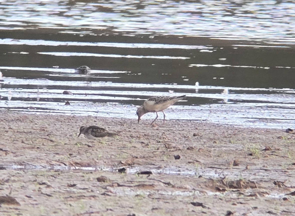 Buff-breasted Sandpiper - ML642599183