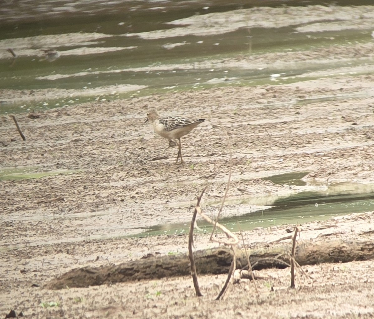 Buff-breasted Sandpiper - ML642599184
