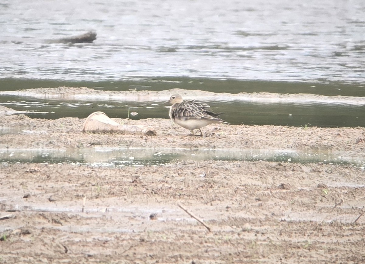 Buff-breasted Sandpiper - ML642599185