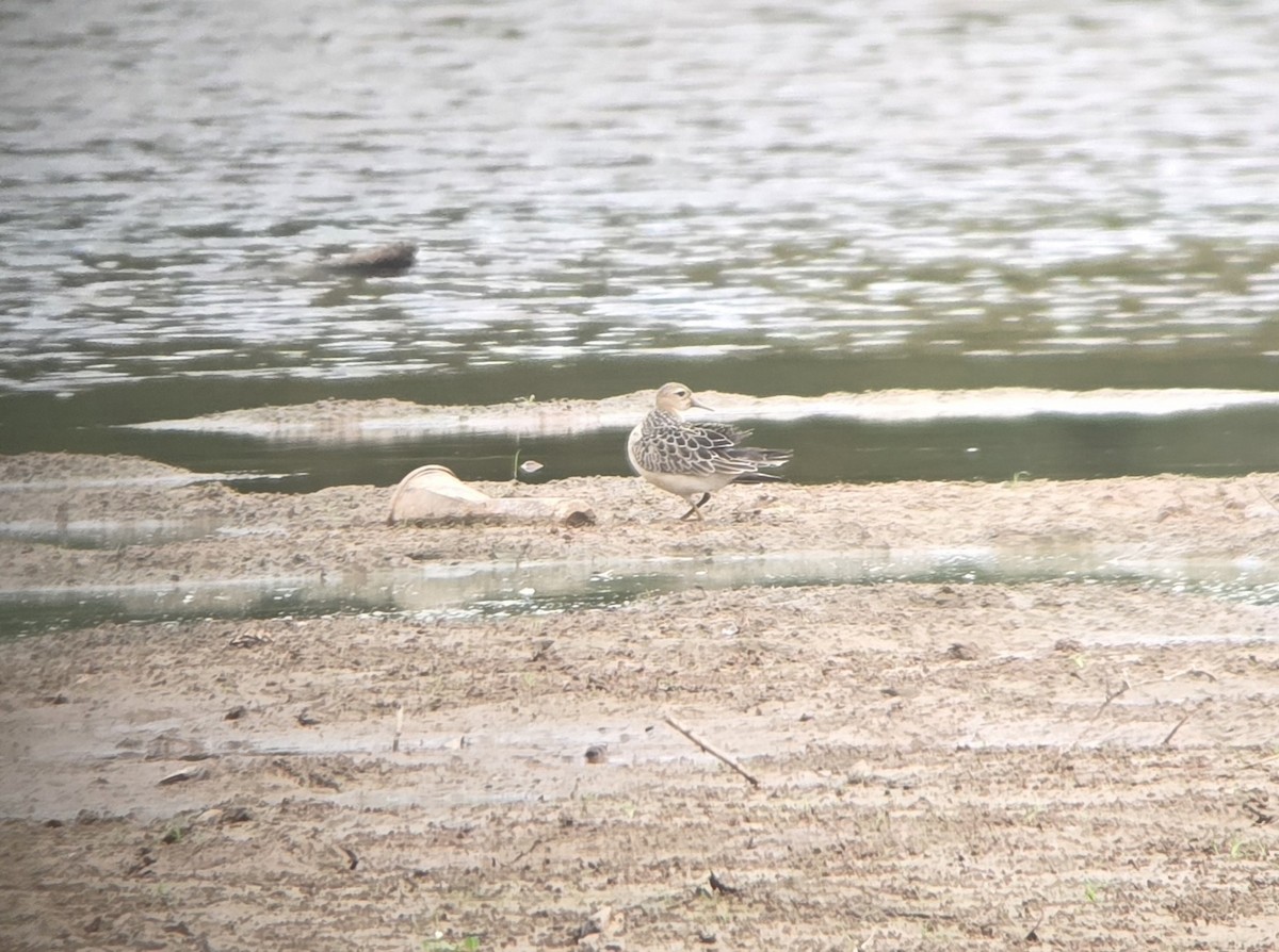 Buff-breasted Sandpiper - ML642599186