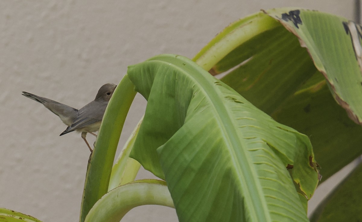 Menetries's Warbler - ML642599189