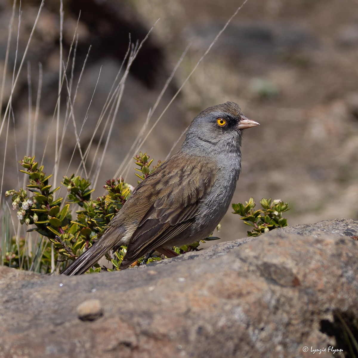 Volcano Junco - ML642599193