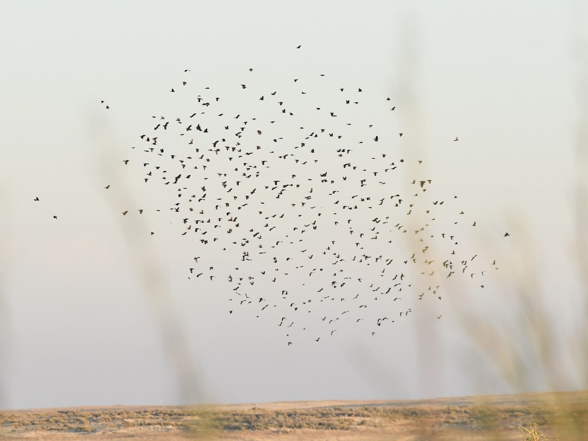 Red-winged Blackbird - ML642599195