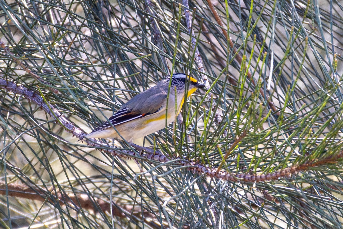 Striated Pardalote - ML642599249