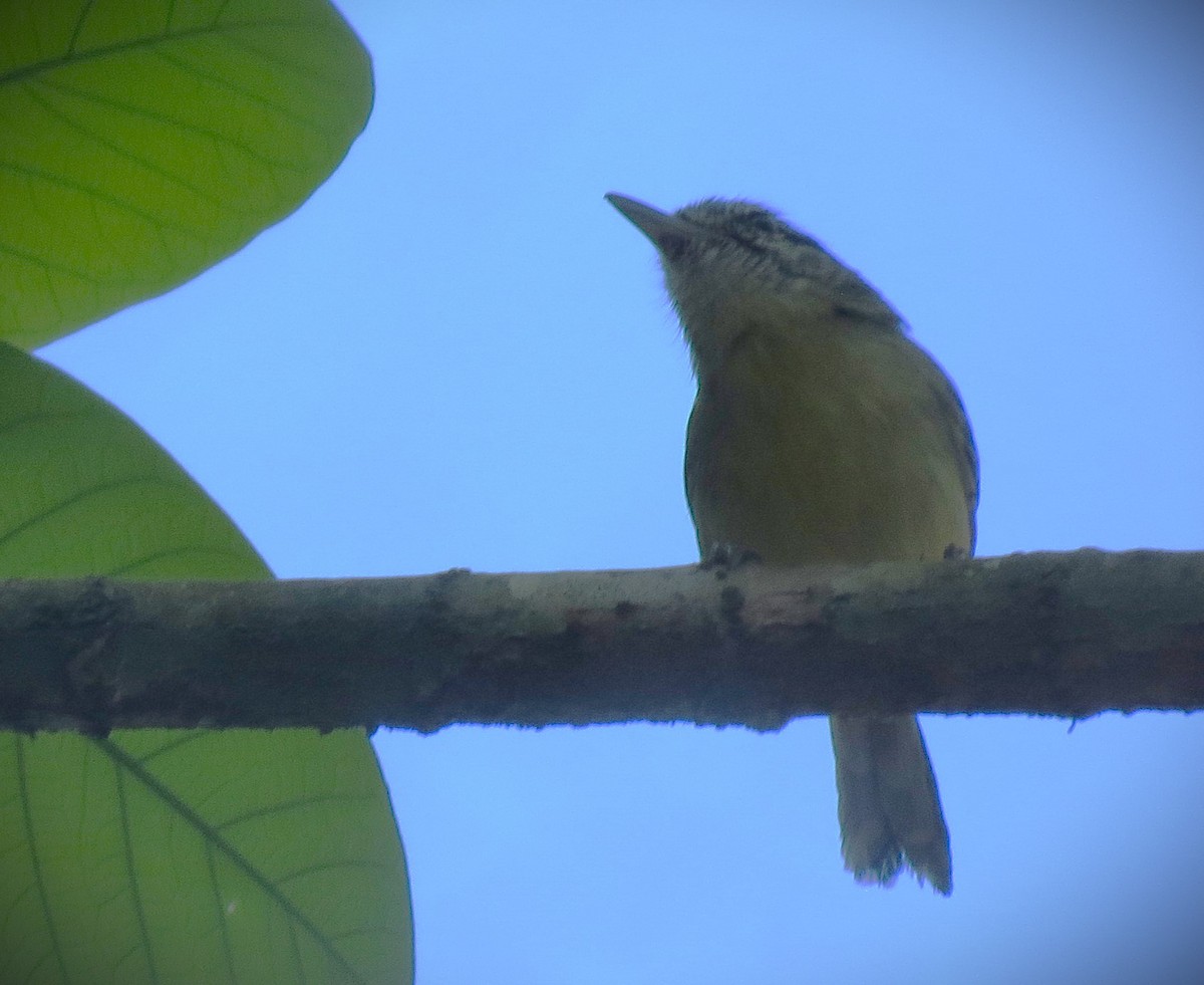 Rufous-margined Antwren - ML642599263