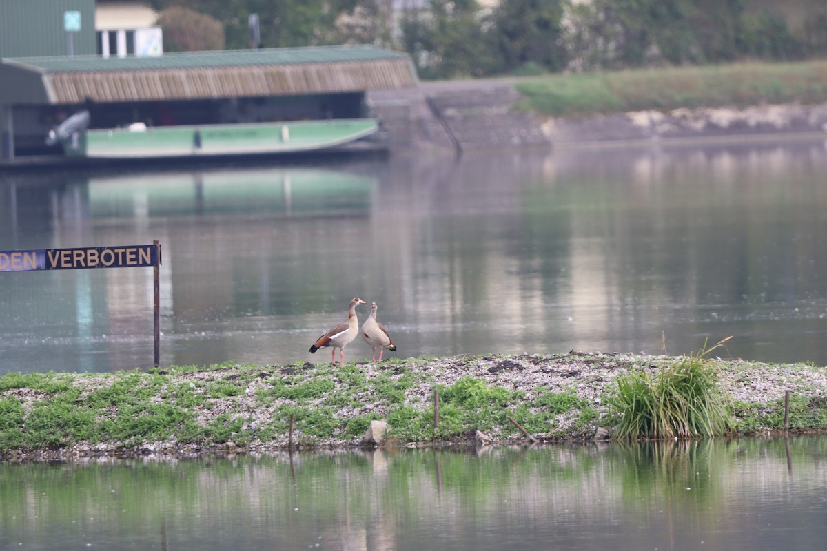 Egyptian Goose - ML642599272