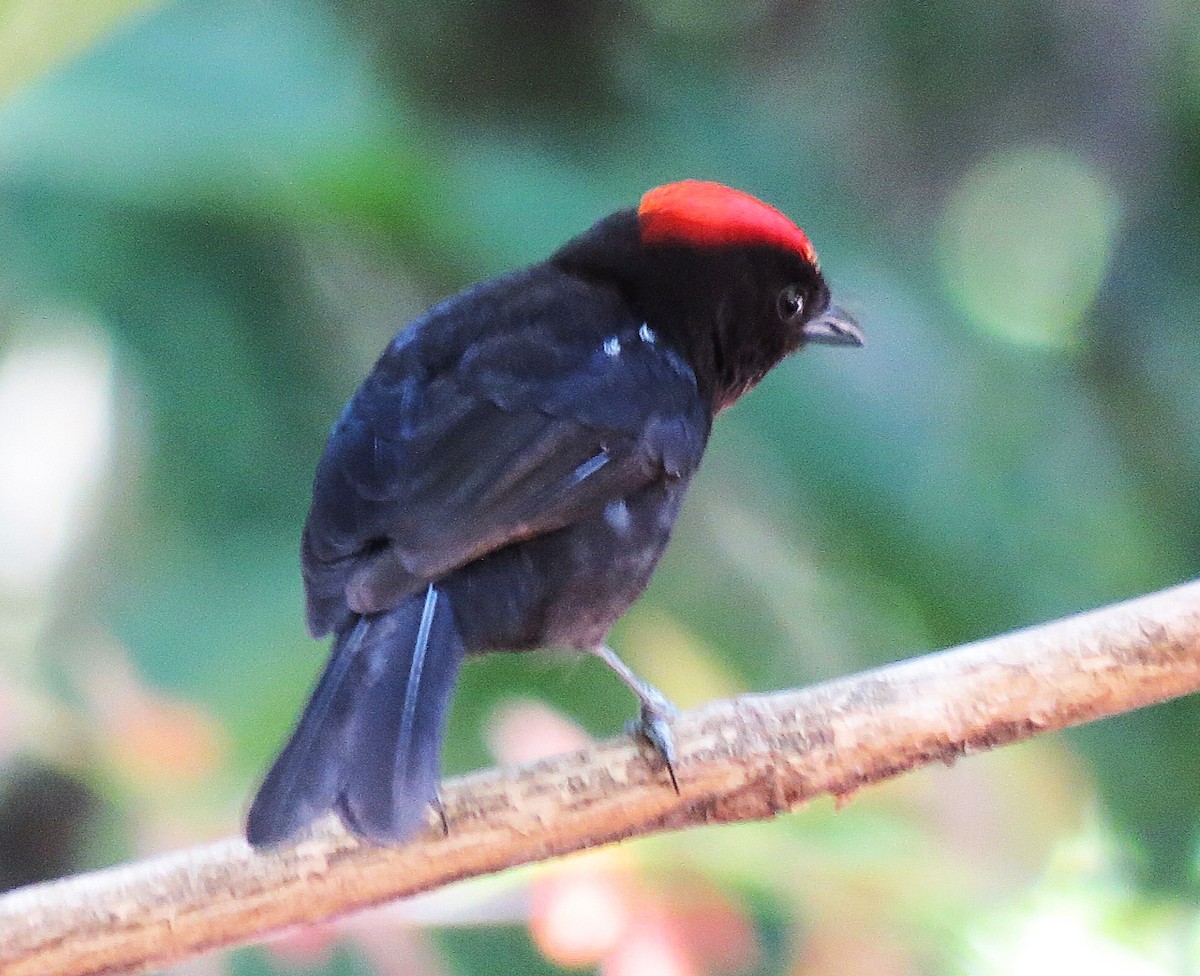 Flame-crested Tanager (Flame-crested) - ML642599276