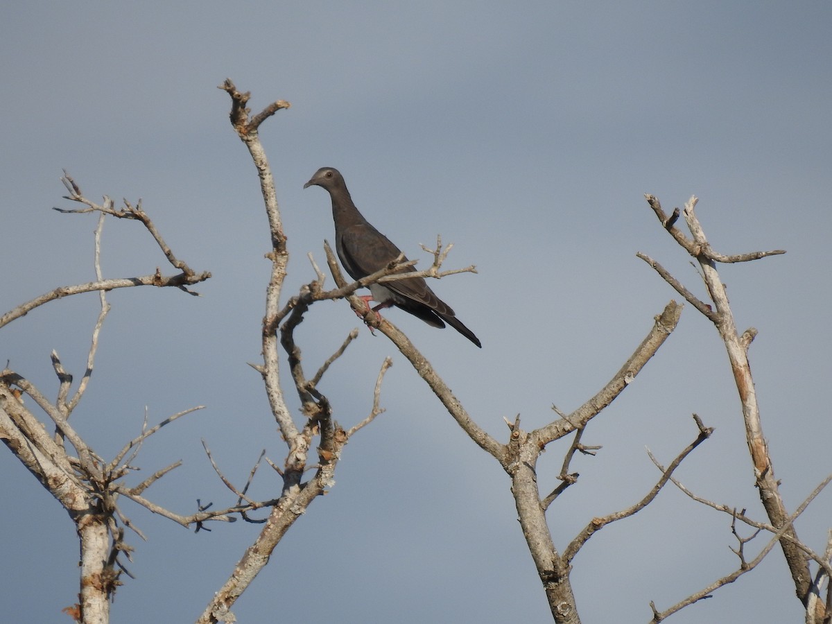 White-crowned Pigeon - ML642599294