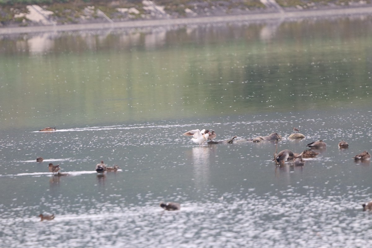 Common Shelduck - ML642599310