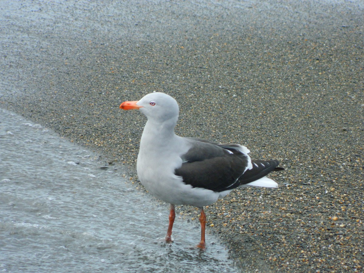 Dolphin Gull - ML642599320