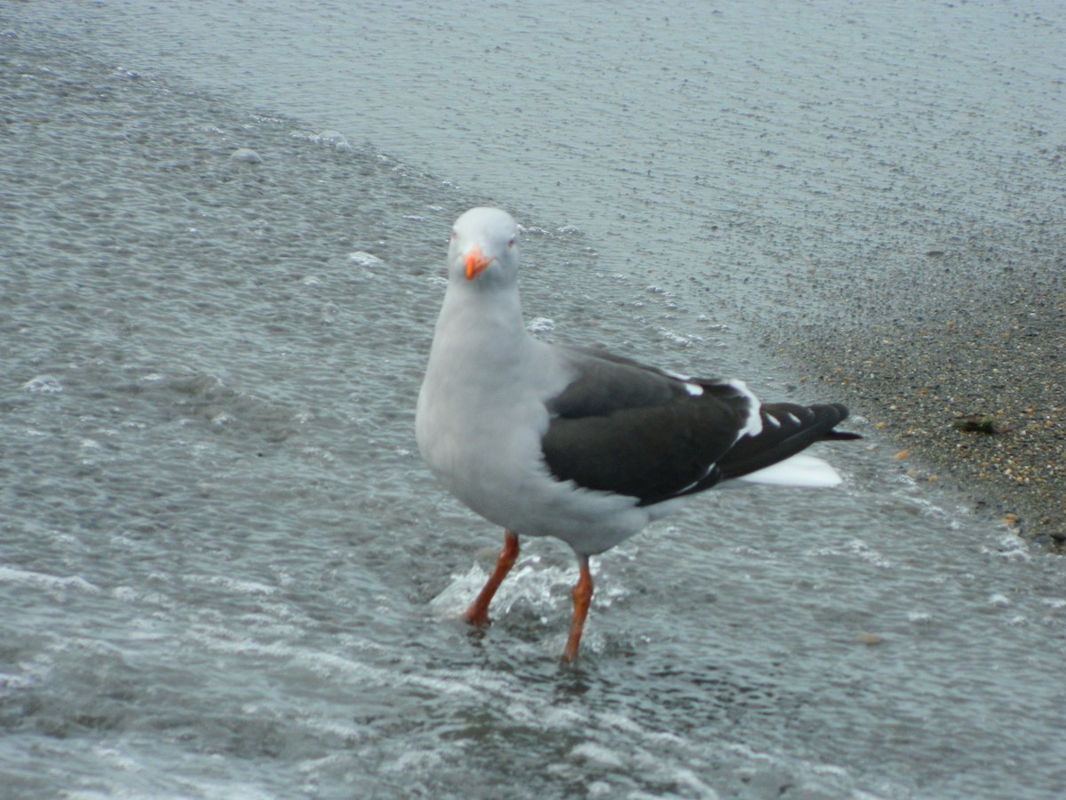 Dolphin Gull - ML642599327