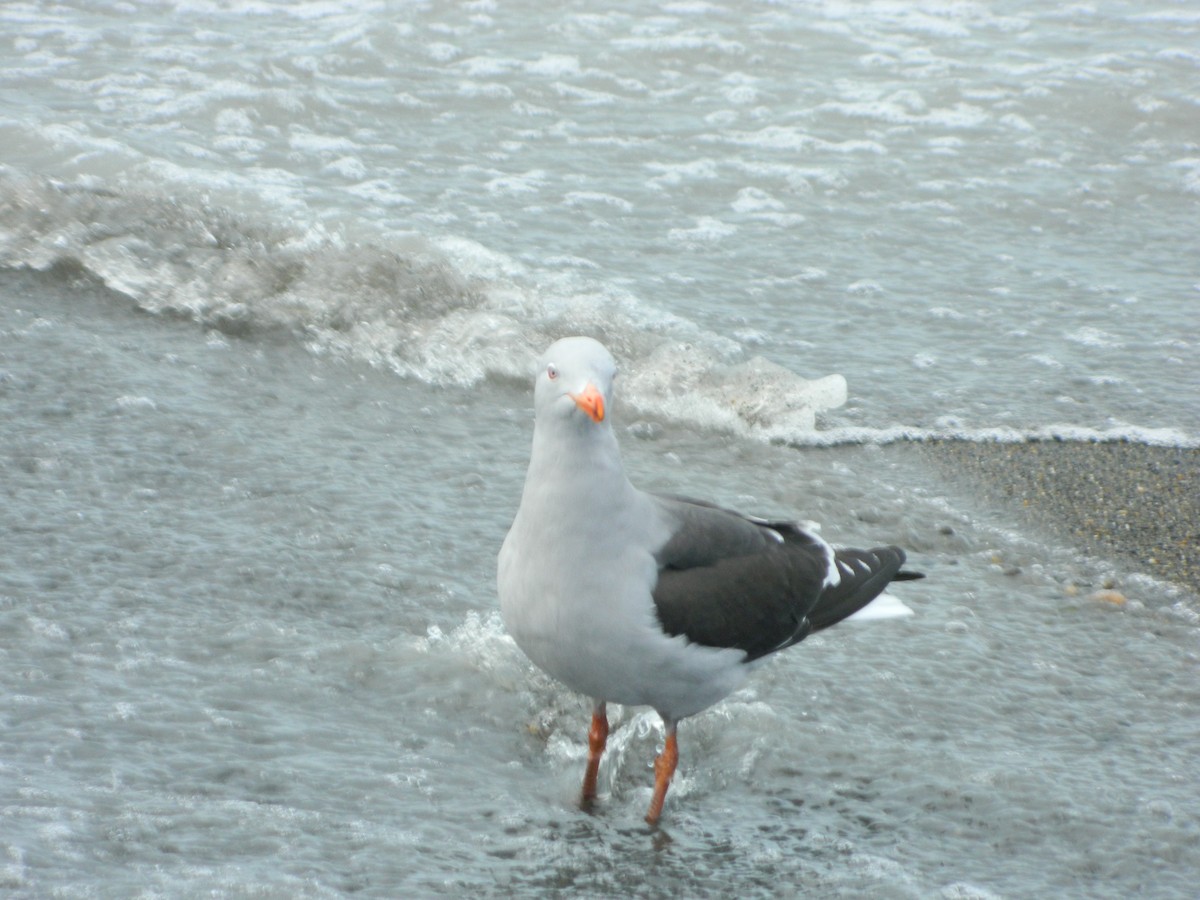 Dolphin Gull - ML642599330