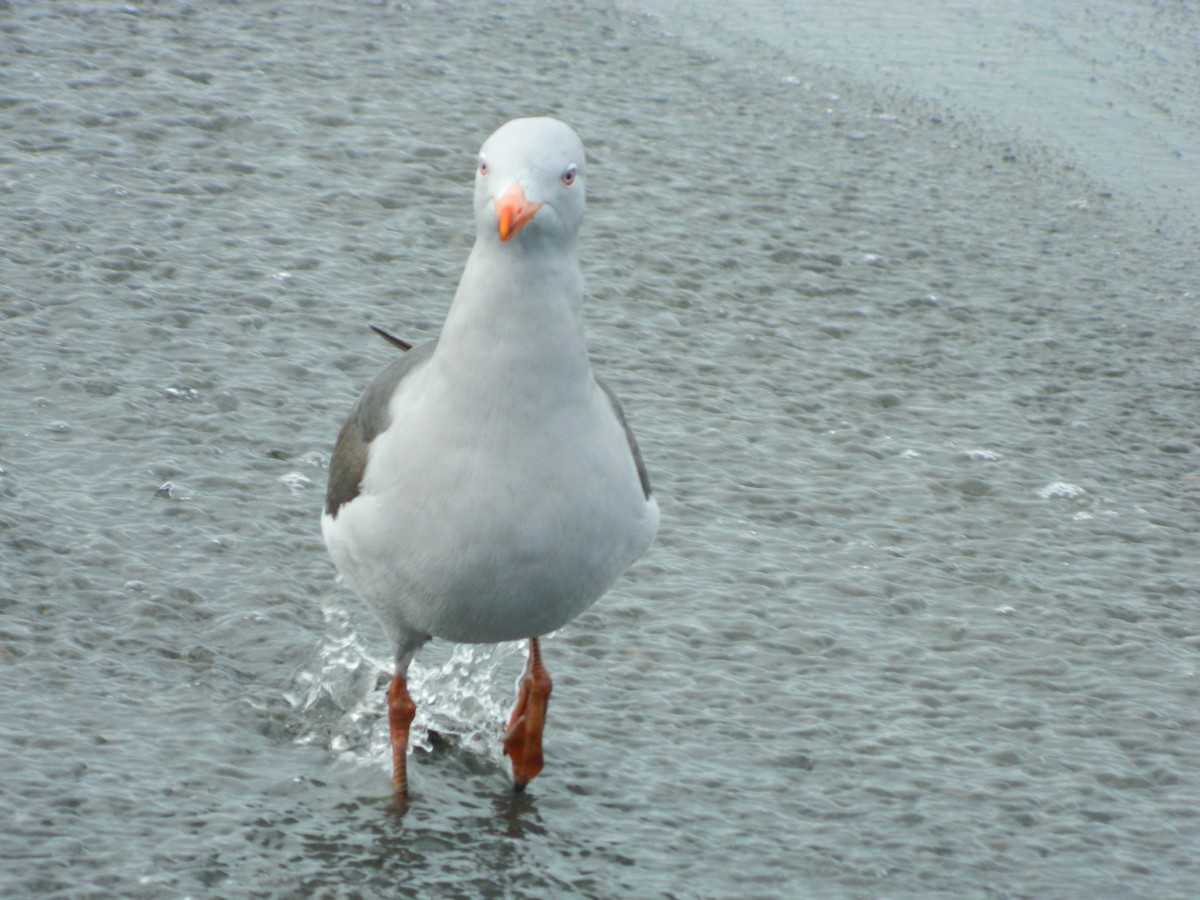 Dolphin Gull - ML642599339