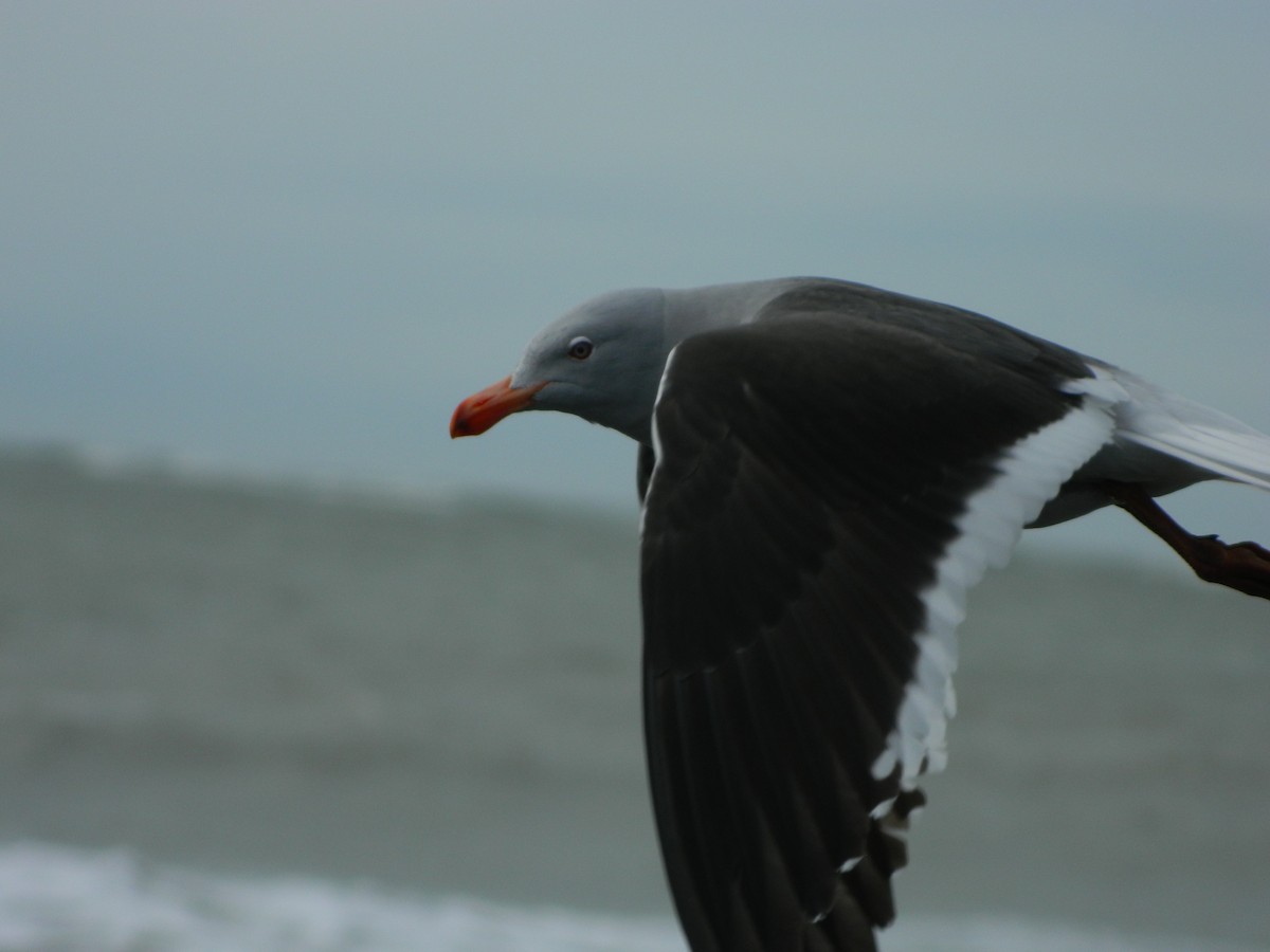 Dolphin Gull - ML642599351