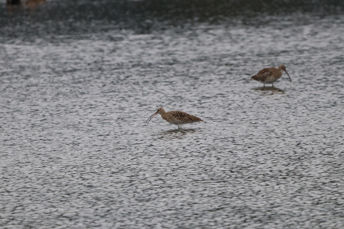 Eurasian Curlew - ML642599364